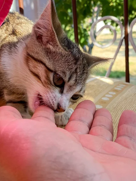Cute Cat Trying Bite Photographer Finger — Stock Photo, Image