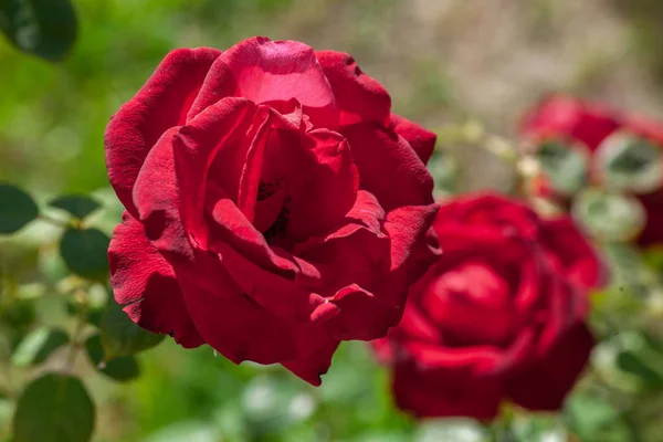 red roses in natural condition on green bush