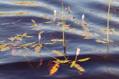Güzel Persicaria Amfibi yaz aylarında çiçek