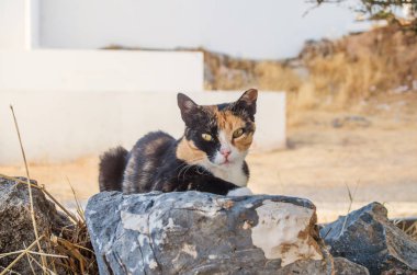 Yazın bir kayanın üzerinde dinlenen evsiz bir calico kedisi. Kedi şaşırmış görünüyor. Rodos'un sokak kedileri, Yunanistan.