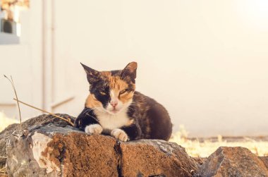 Yazın bir kayanın üzerinde dinlenen evsiz bir calico kedisi.