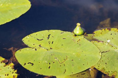 Bir bataklık yüzeyinde bir nilüfer tomurcuk