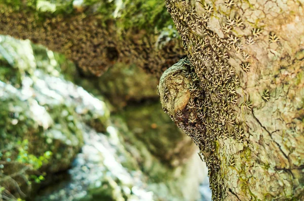 希腊罗得岛蝴蝶公园的一只赫巴虎飞虫坐在树干上 — 图库照片