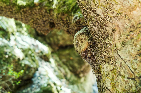 Koloni Heba Tiger Malar Sitter Trädstam Fjärilsparken Rhodos Grekland — Stockfoto