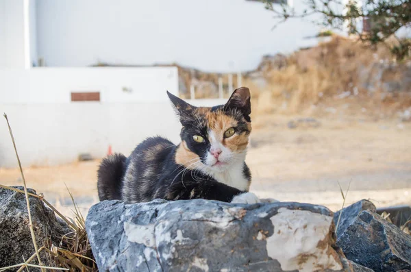 A homeless calico cat resting on a rock in summer