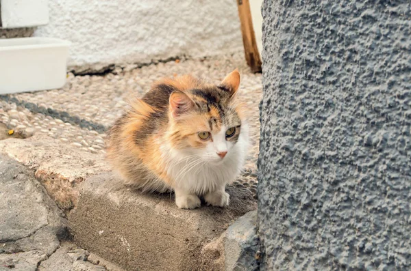 A sad lonely calico cat looking hungry and scared