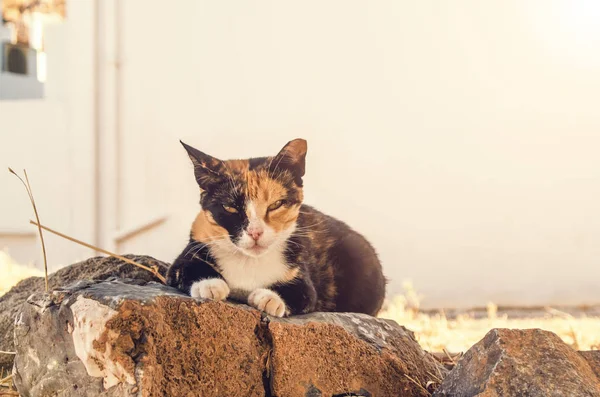 A homeless calico cat resting on a rock in summer