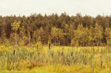 Sonbahar vakti huş ağaçları ile baston ve orman