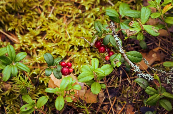 Red Bilberry Close Natural Surroundings — Stock Photo, Image