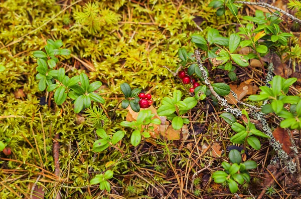 Sbírání Červených Bobulí Lese — Stock fotografie