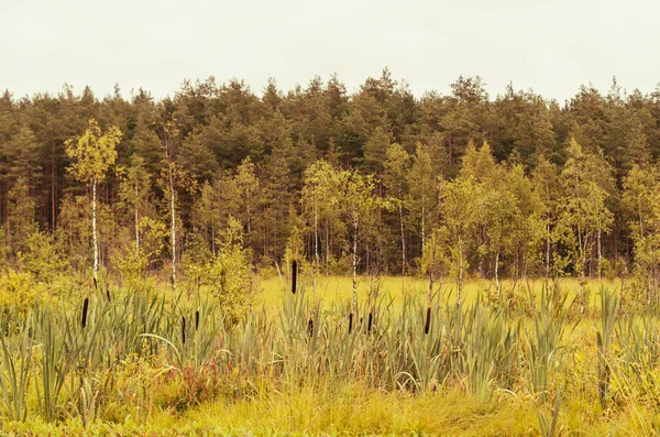 Sonbahar vakti huş ağaçları ile baston ve orman