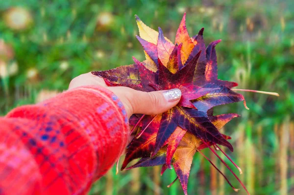 Female Hand Holding Fall Leaves — Stock Photo, Image