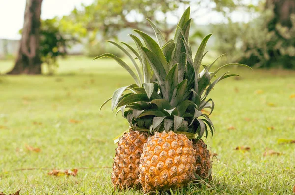 Pineapples Green Lawn Tropical Paradise — Stock Photo, Image