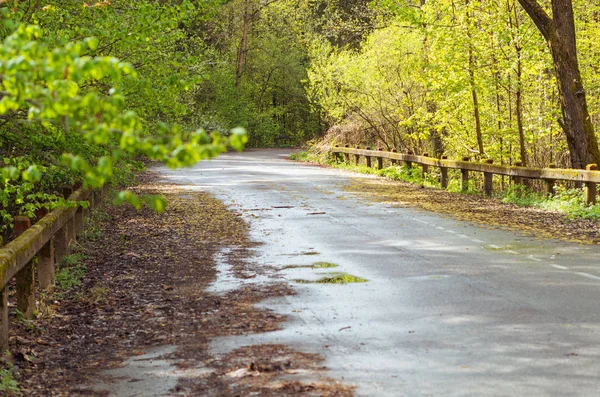Ormanda yağmurdan sonra ıslak yol