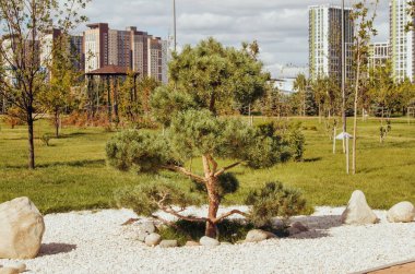 Nursultan'da botanik bahçesinde güzel bir köknar ağacı (Kazakistan)