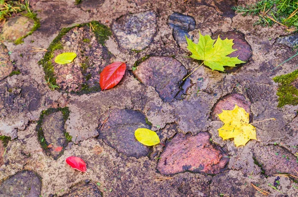 Various colourful fall leaves on a stone floor.