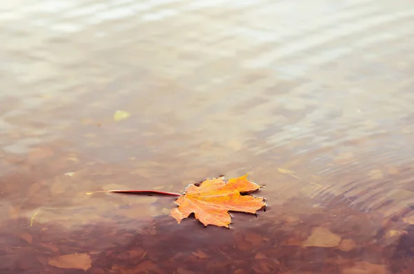 Yellow Orange Fall Leaf Water Surface October Background — Stock Photo, Image