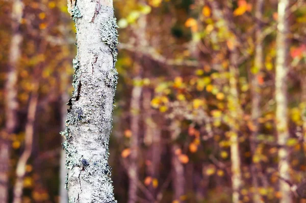 Кора Дерева Осеннем Лесу — стоковое фото