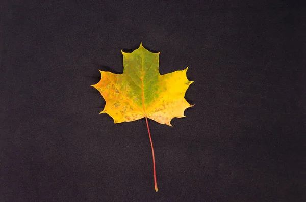 A green and yellow maple leaf on a black background