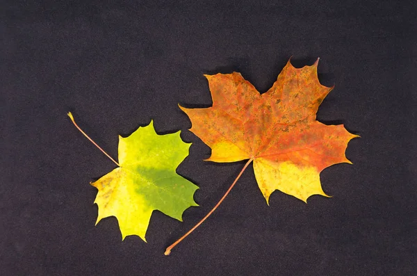 Green and yellow leaf and red and golden leaf on a black cloth