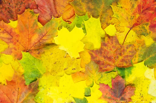 明亮的秋天枫叶纹理 秋季天然地毯 — 图库照片