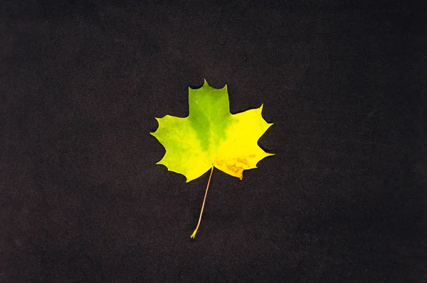 Beautiful Yellow Green Maple Leaf Fall Time — Stock Photo, Image