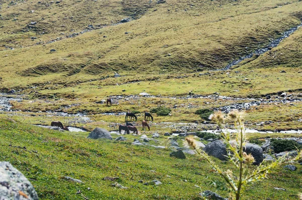 Fundo Com Prado Verde Cavalos Pastando Nas Montanhas — Fotografia de Stock
