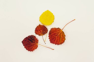 Sarı ve turuncu sonbahar yaprakları