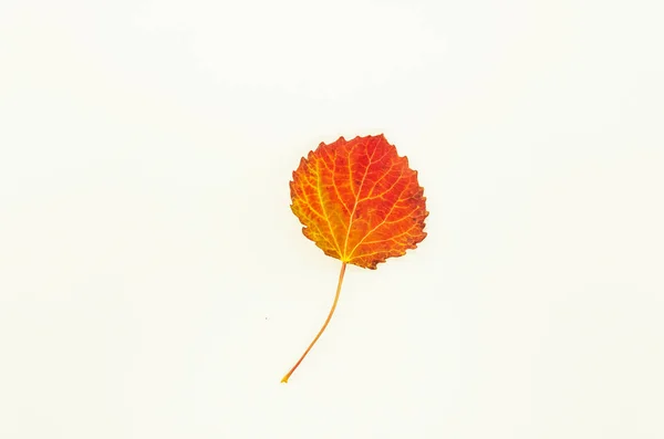 Beautiful Red Orange Fall Leaf White Background — Stock Photo, Image