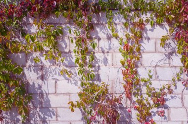 Bahçe sürüngeni çitin üstünde sürünüyor. Pembe tonlama.