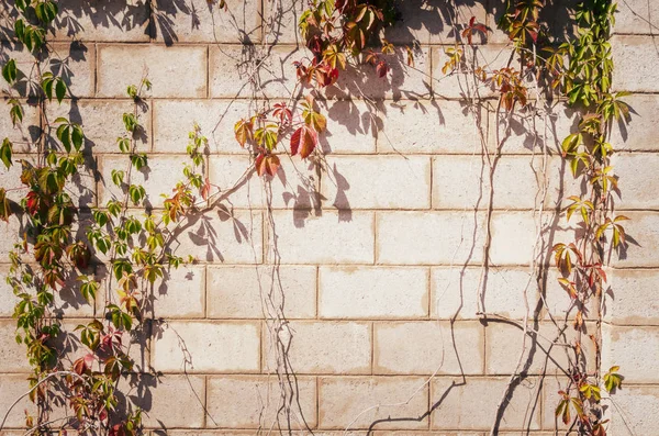 コンクリート壁に赤と緑のガーリッシュブドウ — ストック写真