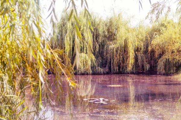 Beautiful Pond Water Lilly Surrounded Green Willows — Stock Photo, Image