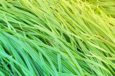 Güzel yeşil doku. Rüzgarlı çimenler.