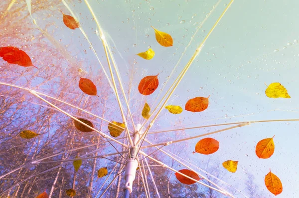 Autumn Foliage Umbrella Walk Fall Day — Stock Photo, Image