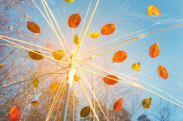 多彩的树叶和蔚蓝的天空 森林里明媚的秋日 — 图库照片