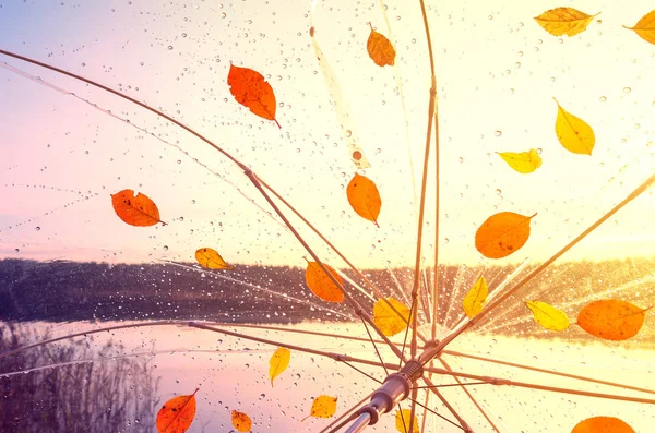 Autumn mood. Umbrella, rain, autumn foliage and lake at sunset time