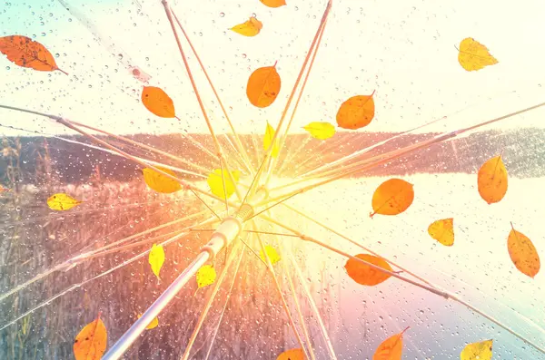 秋天色彩明亮 橙色和黄色的落叶在透明的雨伞上 — 图库照片