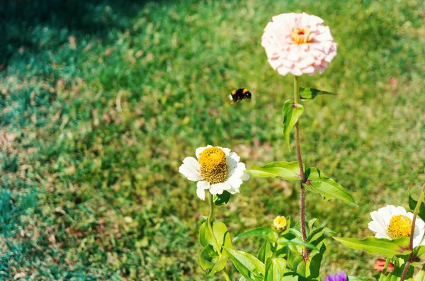 花园里的一朵美丽的花 夏天的心情 — 图库照片