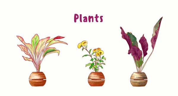Eine Reihe Von Zimmerpflanzen Handgezeichnet Mit Farbstift Schraffur Isoliert Auf — Stockfoto