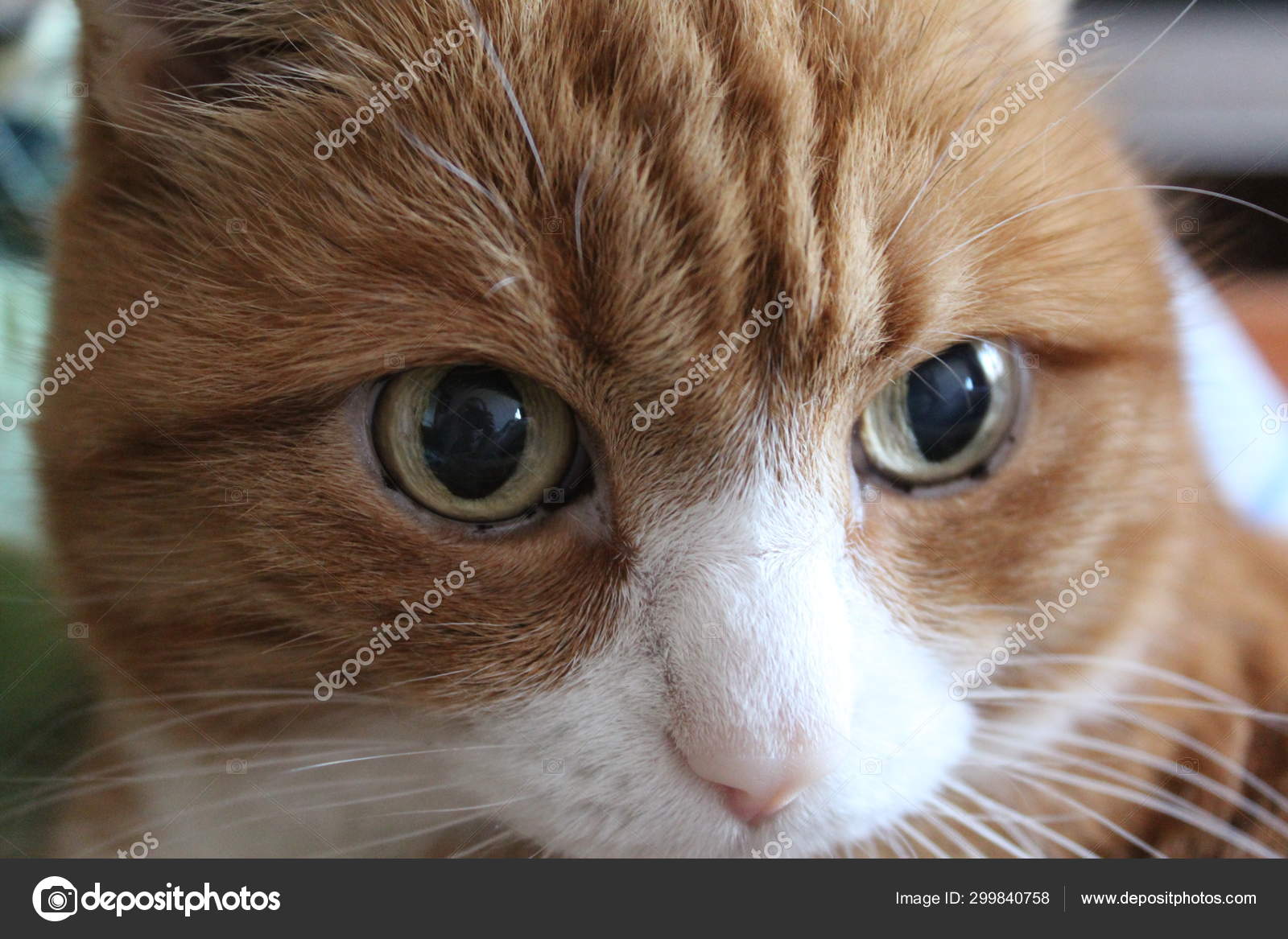 Mignon Chat Rouge Avec Une Museliere Blanche Gros Plan Chat Photographie Kiriama C Mignon Chat Rouge Avec Une Museliere Blanche Gros Plan Chat Photographie Kiriama C