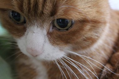 Beyaz namlulu sevimli kırmızı kedi. kedi yakın çekim. hayvan fotoğrafı. Kanepede kedi