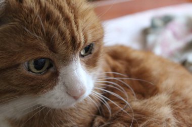 Beyaz namlulu sevimli kırmızı kedi. kedi yakın çekim. hayvan fotoğrafı. Kanepede kedi