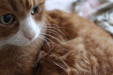 Beyaz namlulu sevimli kırmızı kedi. kedi yakın çekim. hayvan fotoğrafı. Kanepede kedi