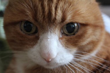 Beyaz namlulu sevimli kırmızı kedi. kedi yakın çekim. hayvan fotoğrafı. Kanepede kedi