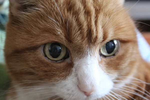 Cute Red Cat White Muzzle Cat Closeup Animal Photo Cat — Stock Photo, Image