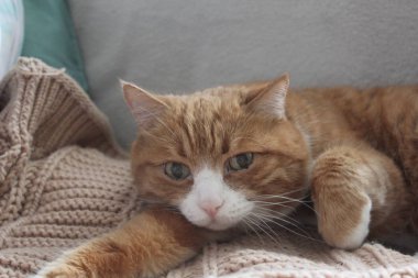 yumuşak kırmızı kedi kanepede yatıyor. sevimli kedi uyuyor. kedi dinleniyor