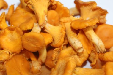 Bir demet kırmızı orman mantarı. Kırmızı chanterelle mantarları yakın çekim. güzel mantarlar