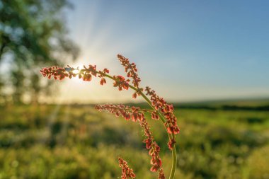 Güneşte bir saptaki küçük kırmızı çiçekler bir tarlada yakılır, yakın çekim makrosu.