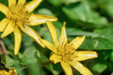 Arka planda sarı çiçek ve yeşil yaprakların makro çekimi