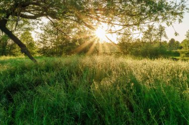 Bir çayır tarlasında huzurlu bir akşam manzarası